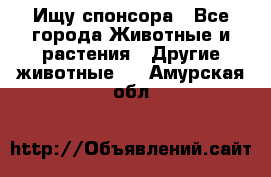 Ищу спонсора - Все города Животные и растения » Другие животные   . Амурская обл.